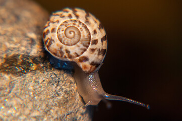 Lumaca su roccia nell'acqua