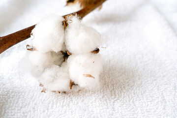 Close-up of natural cotton plant on white, soft towel