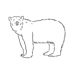 Polar bear illustration, drawing, engraving, ink, line art, vector