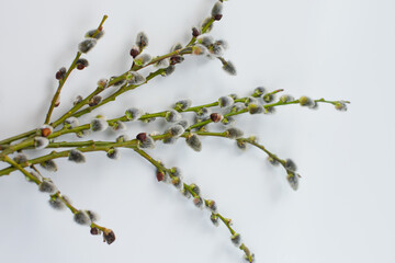 willow branch on white background