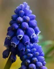 close up of a grape hyacinth, muscari