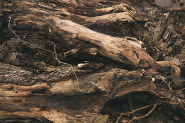 Fototapeta na wymiar Close-up of intertwining naked tree roots, wood texture. Old ancient twisted tree roots. The concept of virgin nature outdoors, complexity and wisdom. a non-standard approach to the concept of time.