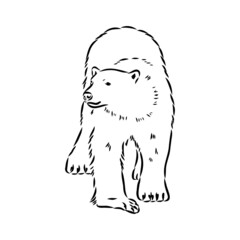 Polar bear illustration, drawing, engraving, ink, line art, vector