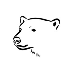 Polar bear illustration, drawing, engraving, ink, line art, vector