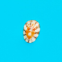 Flat Lay isolated image of a coastal seashell on a blue background