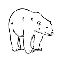 Polar bear illustration, drawing, engraving, ink, line art, vector