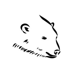 Polar bear illustration, drawing, engraving, ink, line art, vector
