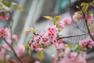 Closeup of beautiful cherry blossoms in a garden