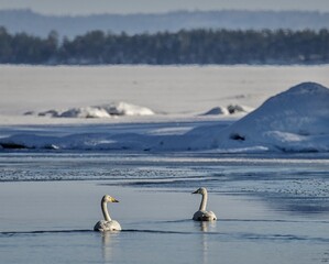 swans on the lake in winter