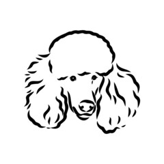 Polar bear illustration, drawing, engraving, ink, line art, vector