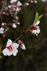 Closeup of a white pink almond blossom in spring on a branch