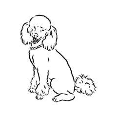 Polar bear illustration, drawing, engraving, ink, line art, vector