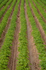 Fototapeta na wymiar Green ripening soybean field, agricultural landscape. Spring field and the young shoots. Potato field. Green potato bushes in a row. Line up