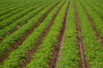 Green ripening soybean field, agricultural landscape. Spring field and the young shoots. Potato field. Green potato bushes in a row. Line up
