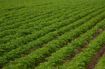 Fototapeta na wymiar Green ripening soybean field, agricultural landscape. Spring field and the young shoots. Potato field. Green potato bushes in a row. Line up