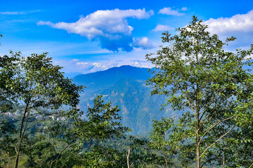Fototapeta premium trees and clouds