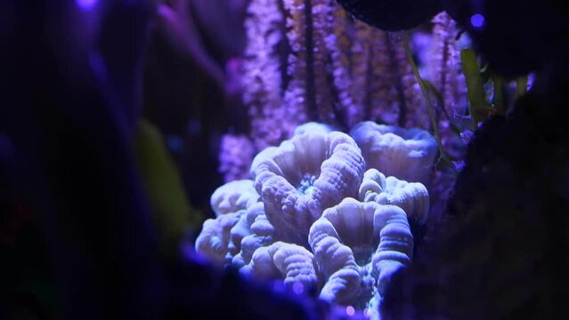 trumpet coral heads, organism frags in powerful circular current of nano reef marine aquarium, popular pet in beautiful live rock ecosystem, healthy and active animals in actinic blue light night mode