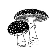 Handdrawn fly-agaric doodle icon. Hand drawn black sketch. Sign cartoon symbol. Decoration element. White background. Isolated. Flat design. Vector illustration.