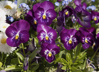 Fleurs de pensée violettes