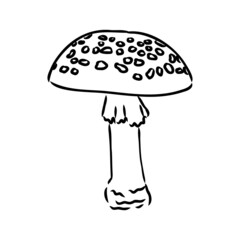 Handdrawn fly-agaric doodle icon. Hand drawn black sketch. Sign cartoon symbol. Decoration element. White background. Isolated. Flat design. Vector illustration.