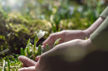 Children's hands embrace the first snowdrops. Snowdrops in the hands of a child. Earth Day. Preservation of nature.
