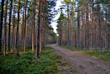 path in forest