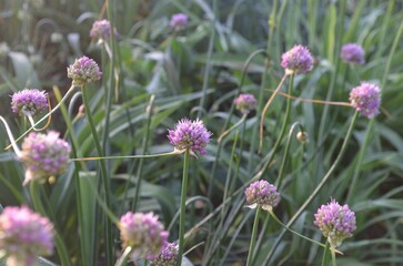 Blooming pink onion, scientific name Allium montanostepposum