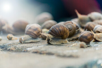big snails in the wild. a lot of snails, on the street.