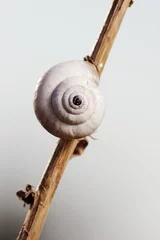 Wall murals Grey Closeup of the nature of Israel - snail shell on a branch