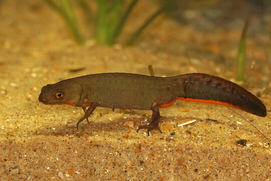 Closeup on a male of the critically endangered Fuding fire belly newt ,Cynops fudingensis, underwater