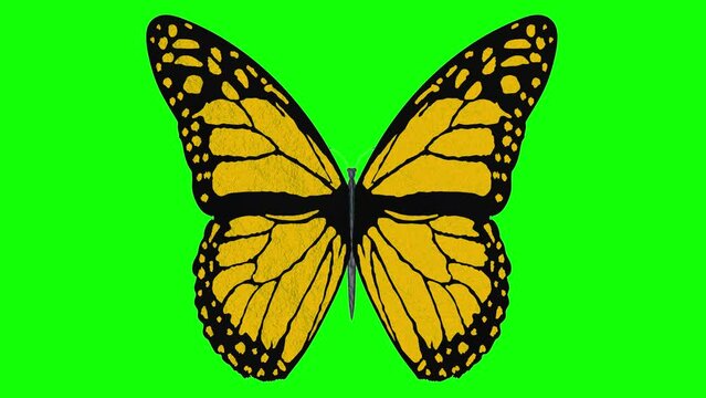 Animazione illustrazione 3D. Farfalla colorata vola con le ali aperte su sfondo Chroma key.