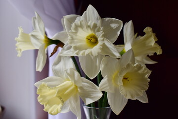 Naklejka na ściany i meble bouquet of daffodils in the bright sun