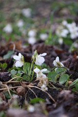 Closeup of white violets under the tree in spring