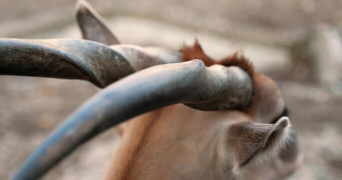 2 antelope with sharp horns shot up close