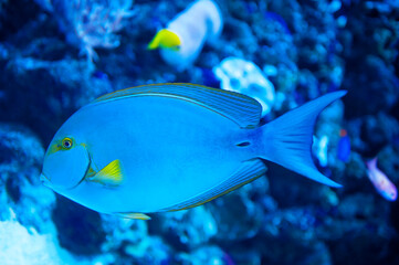 Fototapeta na wymiar Yellowfin Surgeon Fish