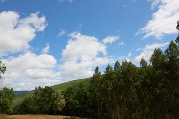 Fototapeta na wymiar Green meadows with trees under a beautiful blue sky with white clouds.