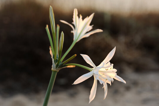 Large white flower Pancratium maritimum on the sandy shores of the Mediterranean Sea in Israel