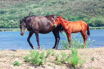 Obraz premium Wild horses mother and child . Mare and colt on the river shore 