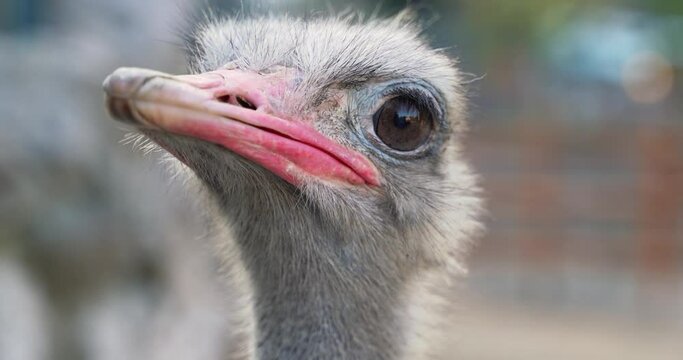 7 an isolated ostrich head with large eyes and a red beak