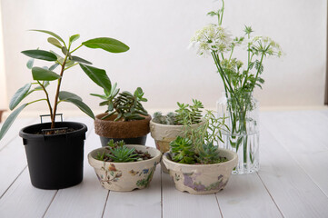 多肉植物の寄せ植え