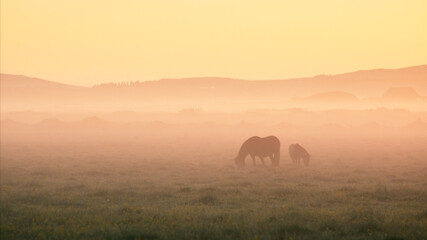 Fototapeta na wymiar Two Icelandic horses on a calm misty summer morning.