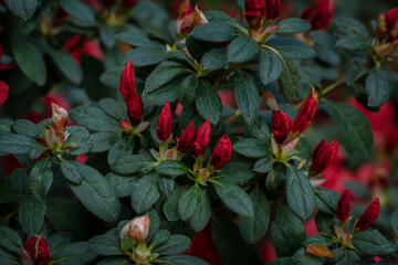 Nice red pink and purple camelia flower macro photography in botanic garden