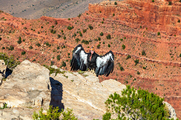 California Condor at Grand Canyon