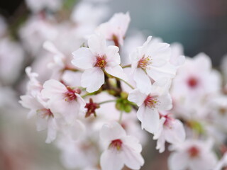 桜