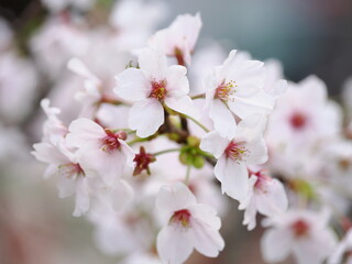 桜