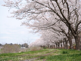 桜