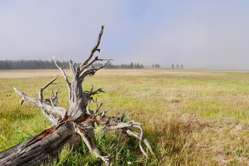 Scenic tree trunk on meadow in Yellowstone National Park, Wyoming, USA.