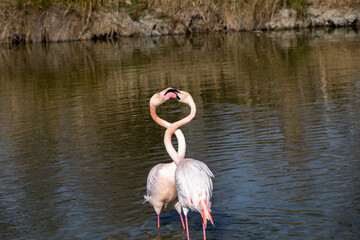 Danse des Flamands roses