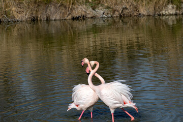 Danse des Flamands roses