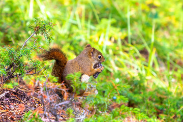 Red Squirrel in sunny day
